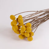 Craspedia XL, (billy buttons), Dried, Natural Yellow, Bunch x 25 stems