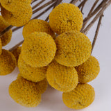 Craspedia XL, (billy buttons), Dried, Natural Yellow, Bunch x 25 stems