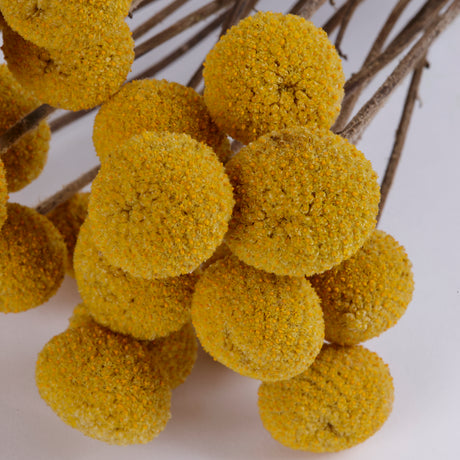 Craspedia XL, (billy buttons), Dried, Natural Yellow, Bunch x 25 stems