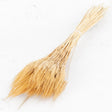 A natural yellow almost golden wheat grass, long stems with seed heads and wispy ends