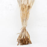 Wheat, (triticum), Bearded, Bleached