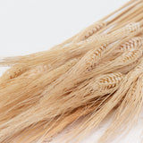 Wheat, (triticum), Bearded, Bleached
