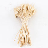 A natural yellow almost golden wheat grass, long stems with seed heads and wispy ends