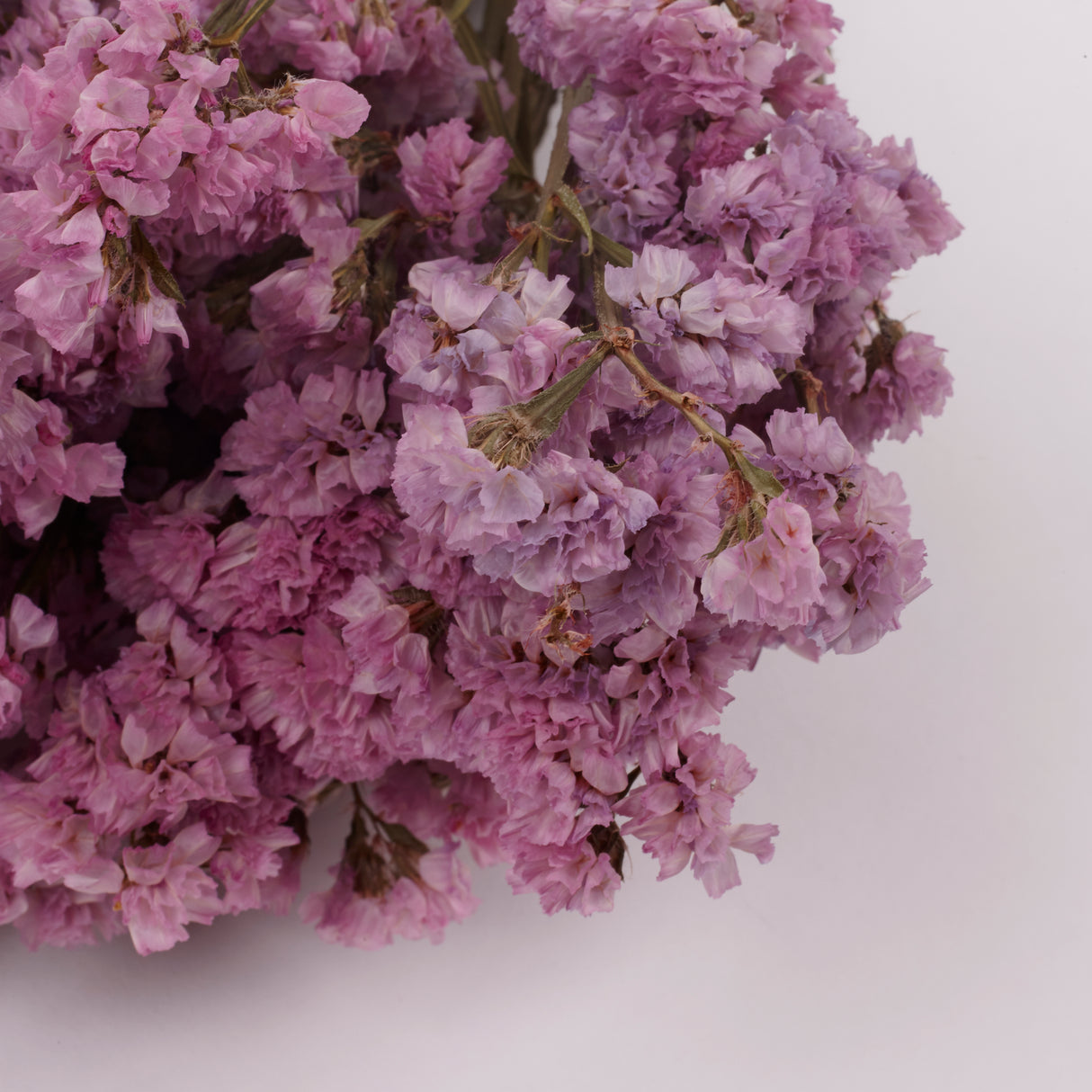 Statice Sinuata, Dried, Pink, 45cm Bunch