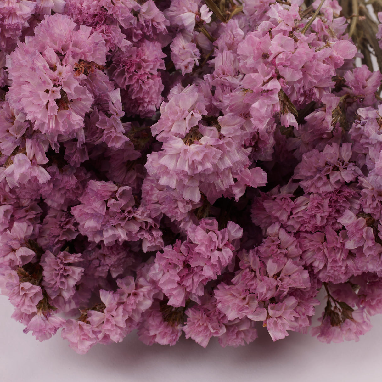 Statice Sinuata, Dried, Pink, 45cm Bunch