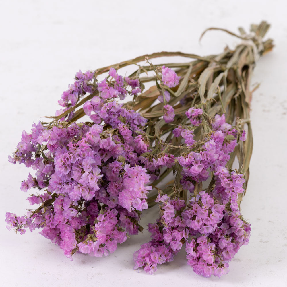 Statice sinuata, Light Lilac