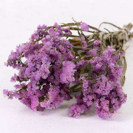Statice sinuata, Light Lilac