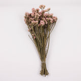 Statice Sinuata, Dried, Peach, 45cm Bunch