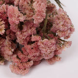 Statice Sinuata, Dried, Peach, 45cm Bunch
