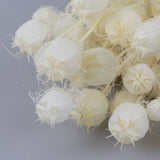 Nigella Seed Pods, Bleached White, 100g Bunch