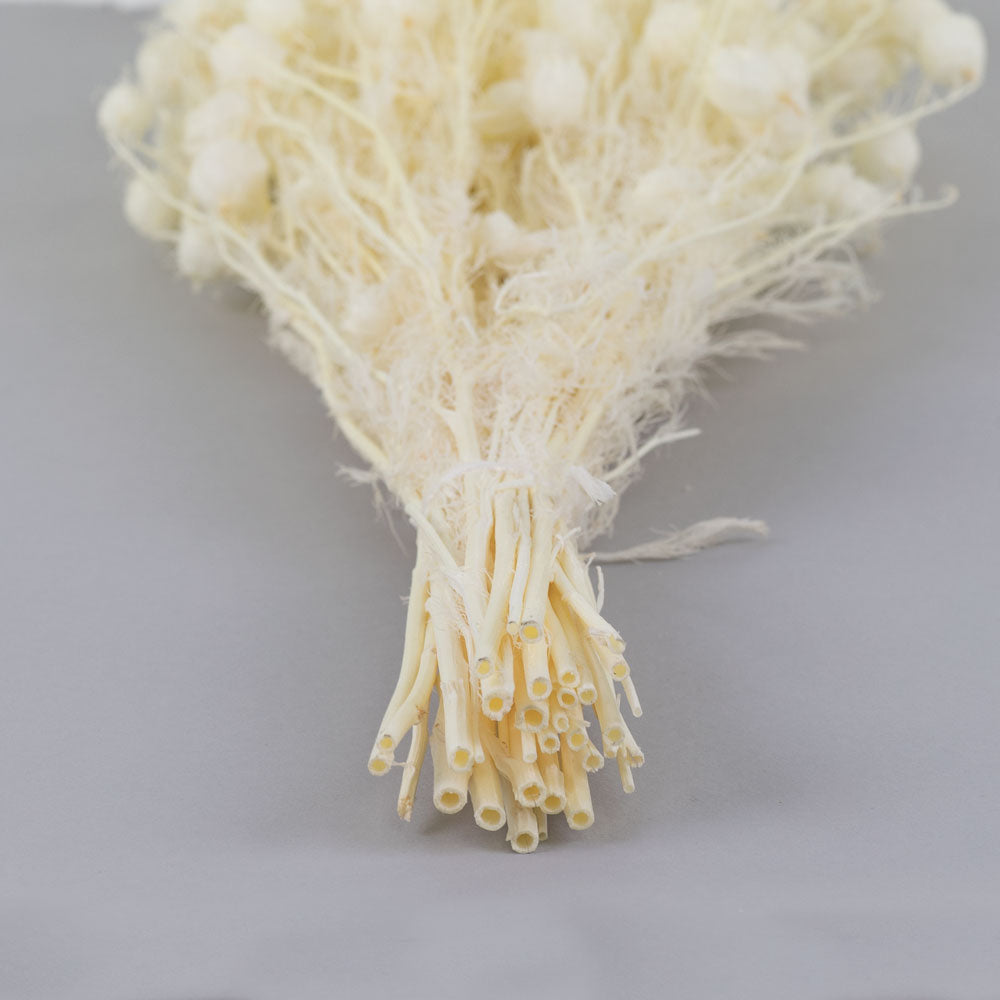 Nigella Seed Pods, Bleached White, 100g Bunch