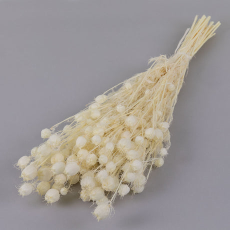 Nigella Seed Pods, Bleached White, 100g Bunch