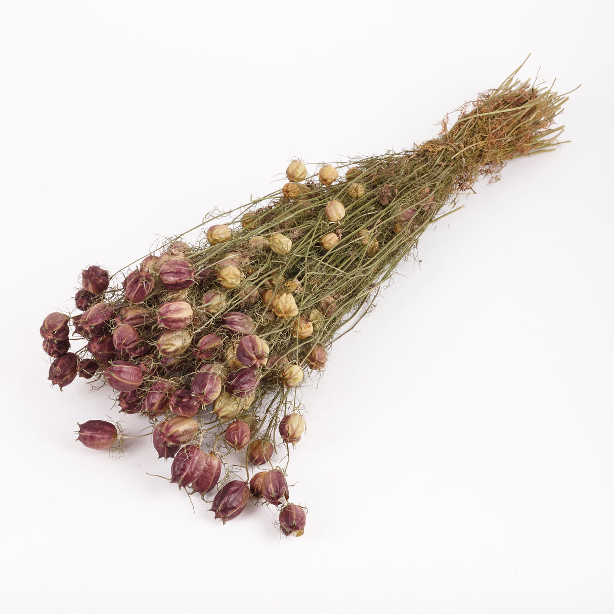 Nigella Seed Pods, (Dried), Black, 55cm Bunch
