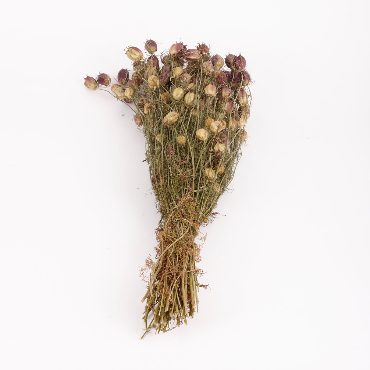 Nigella Seed Pods, (Dried), Black, 55cm Bunch