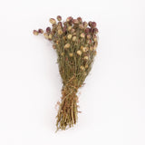 Nigella Seed Pods, (Dried), Black, 55cm Bunch