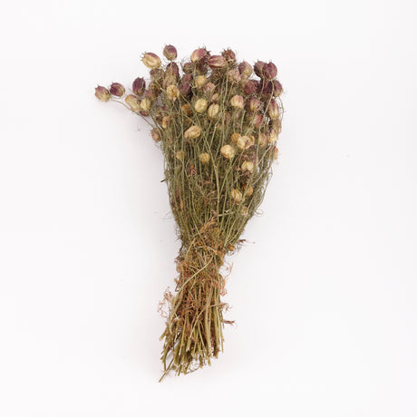 Nigella Seed Pods, (Dried), Black, 55cm Bunch