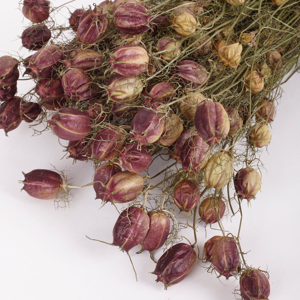 Nigella Seed Pods, (Dried), Black, 55cm Bunch