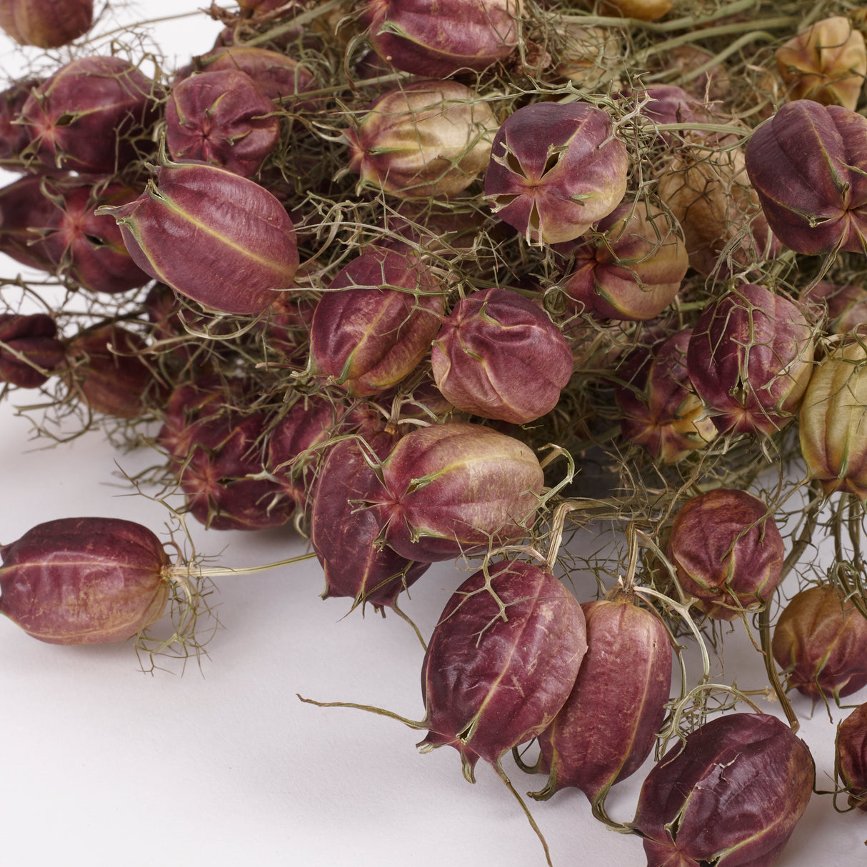 Nigella Seed Pods, (Dried), Black, 55cm Bunch