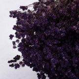 Broom Bloom, Dried, Purple, 100g Bunch