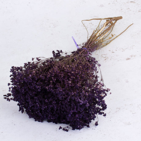 Broom Bloom, Dried, Purple, 100g Bunch