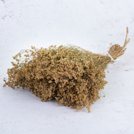 Broom Bloom, Dried, Natural, 50cm Bunch
