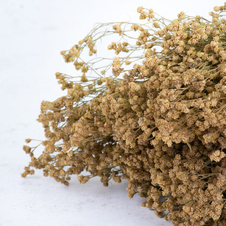 Broom Bloom, Dried, Natural, 50cm Bunch