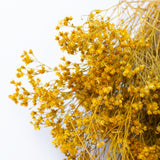 This image shows dried broom bloom in a rich yellow colour, laid on a white background.