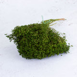 Broom Bloom, Dried, Dyed Green, 100g Bunch