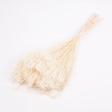 Broom Bloom, Dried, Bleached White, 100g Bunch