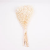 Broom Bloom, Dried, Bleached White, 100g Bunch