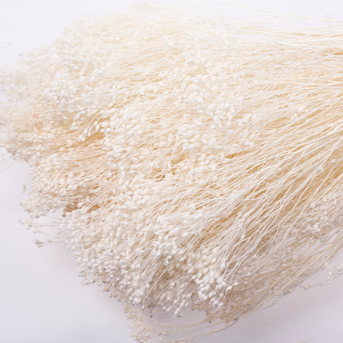 Broom Bloom, Dried, Bleached White, 100g Bunch