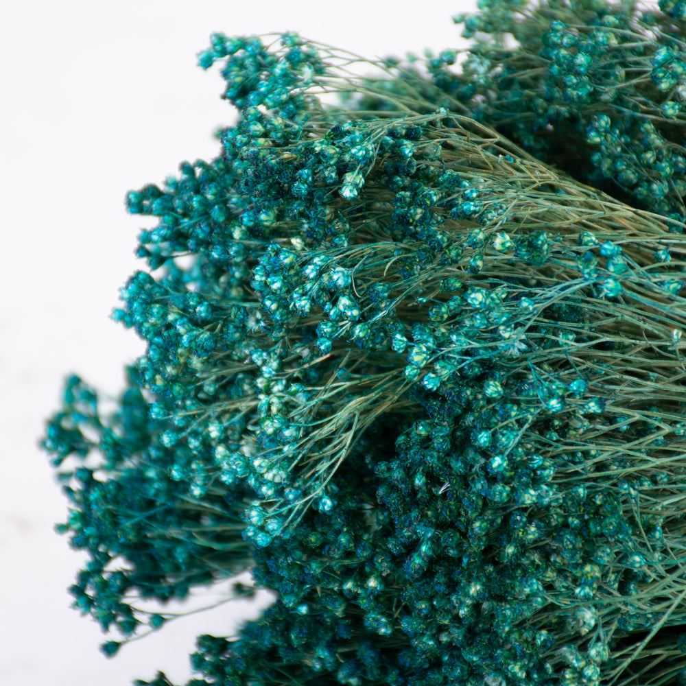 Broom Bloom, Dried, Dyed Emerald Green, 100g