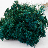 Broom Bloom, Dried, Dyed Emerald Green, 100g