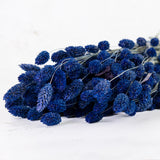 Phalaris, (Canary Grass), Blue, 70cm
