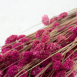 Phalaris, Fuchsia Pink