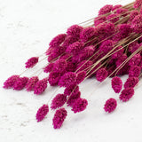 Phalaris, Fuchsia Pink