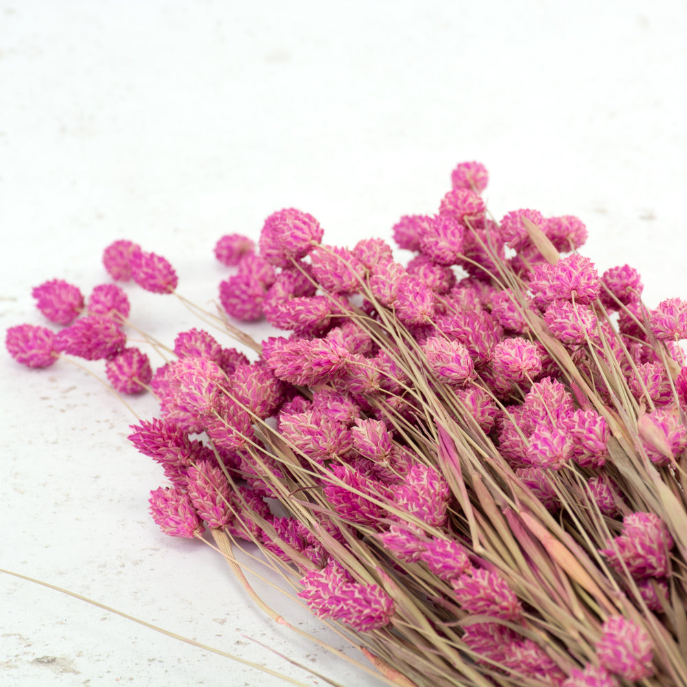 Phalaris, Fuchsia Pink