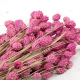 Phalaris, Fuchsia Pink