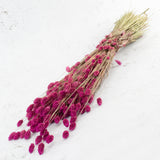 Phalaris, Fuchsia Pink