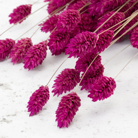 Phalaris, Fuchsia Pink