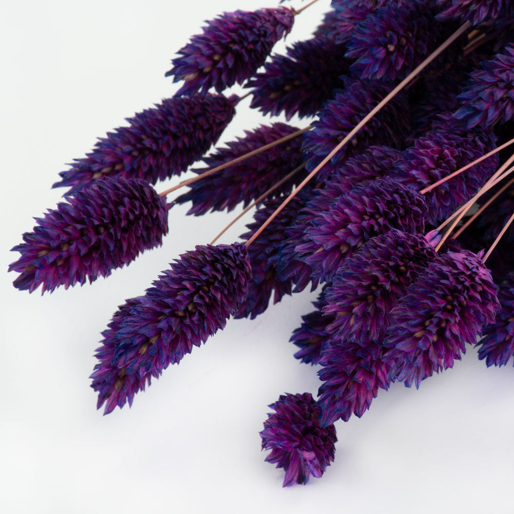 a bunch of deep purple phalaris, or canary grass, against a white background