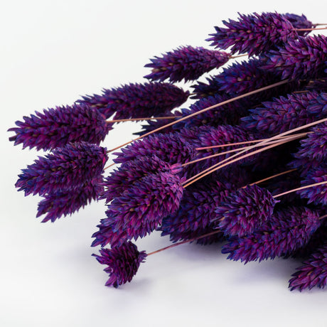 a bunch of deep purple phalaris, or canary grass, against a white background