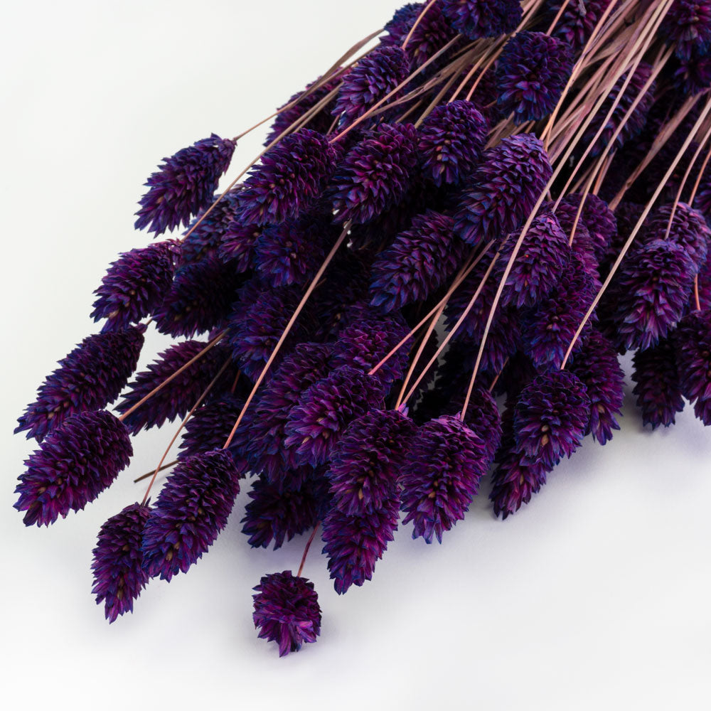 a bunch of deep purple phalaris, or canary grass, against a white background