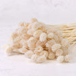 Phalaris, (Canary Grass), Bleached White, 70cm