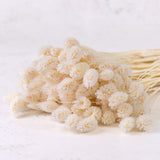Phalaris, (Canary Grass), Bleached White, 70cm