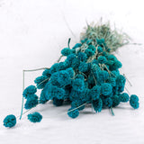 Phalaris, (Canary Grass), Petrol Blue, 70cm