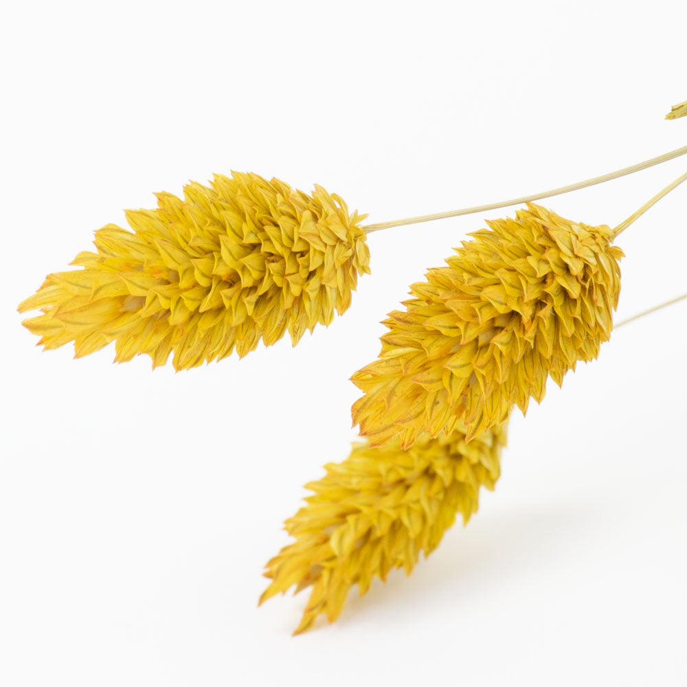 a bunch of yellow phalaris, or canary grass, against a white background