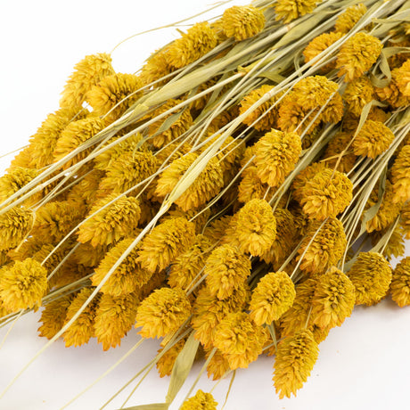 a bunch of yellow phalaris, or canary grass, against a white background