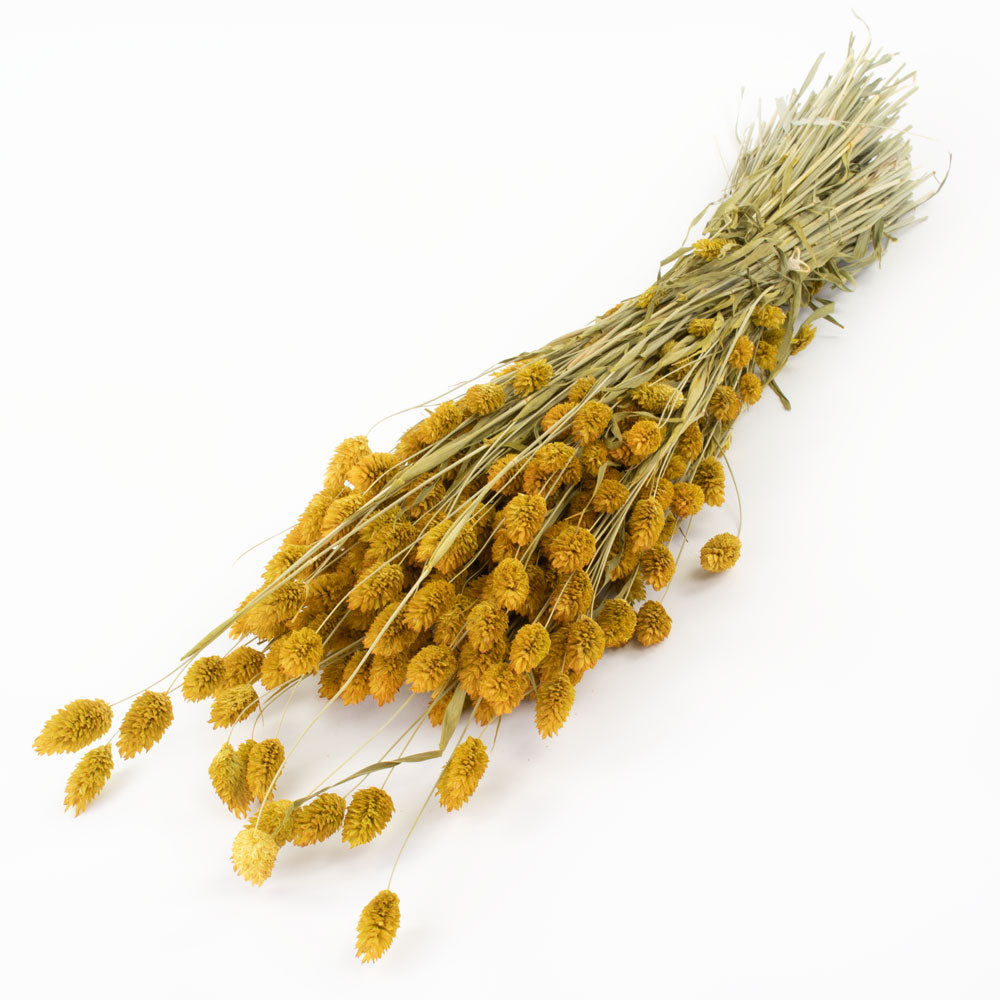 a bunch of yellow phalaris, or canary grass, against a white background