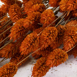 Phalaris, Canary Grass, Orange, 70cm